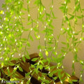 **Artificial Leaf Curtain LED String Lights | 200 LEDs with 8 Lighting Modes & Adjustable Brightness | 10×3 Ft Green Decorative Hanging Lights for Bedroom, Garden, Party & Festive Décor